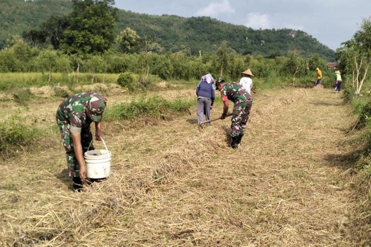 Babinsa Desa Darungan Bersama Poktan Tani Makmur Tanam Jagung di Lahan LMDH Wonoyoso