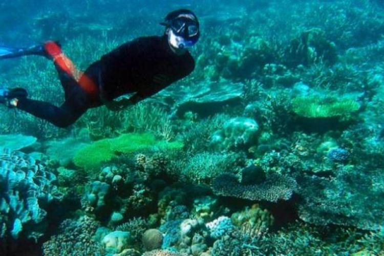 Biota Laut Dari Sudut Kesehatan dan Bernilai Bisnis